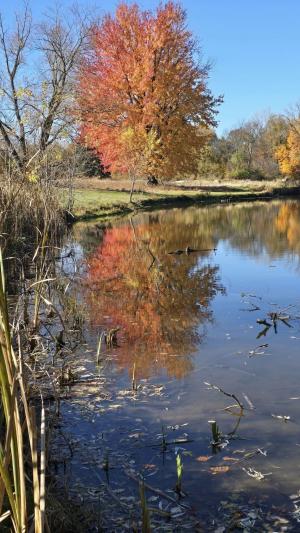 pond