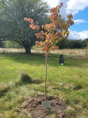 Sharon L's tree