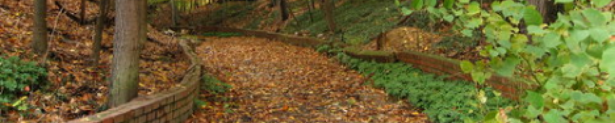 road in woods